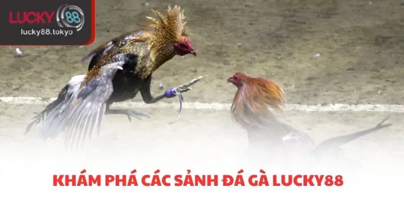 Khám phá các sảnh đá gà LUCKY88
